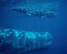 Scots Hippies to Make Whale Game News image