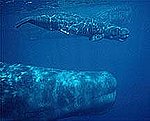 Scots Hippies to Make Whale Game News image