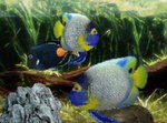 Aquarium by DS - DS/DSi Screen
