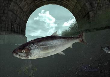 Reel Fishing III - PS2 Screen