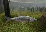 Reel Fishing III - PS2 Screen